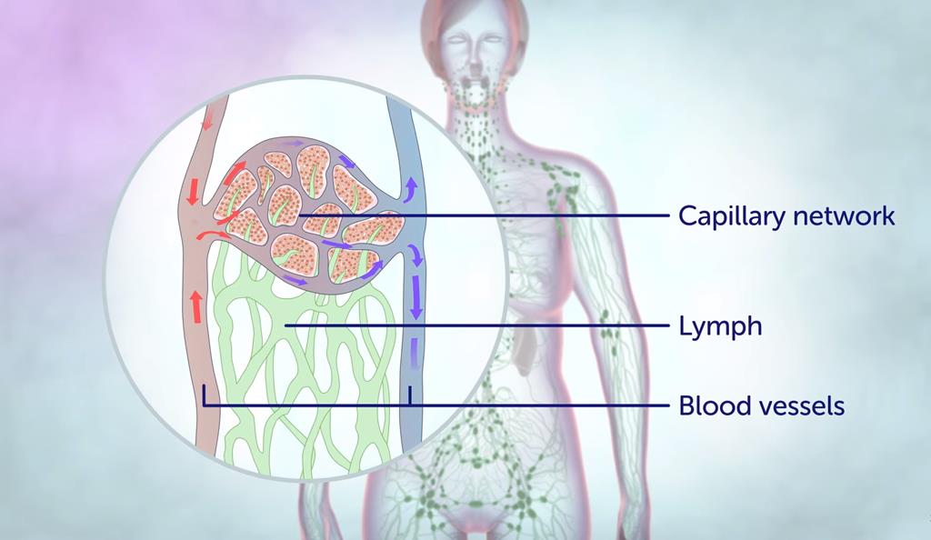 Lymphatic System And Breastfeeding